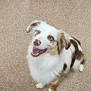 Ziggy is registered to the contest to win money with this photo: dog, blue_eyes, pink_nose, fluffy_fur, carpet, smiling, happy, pet, indoor, brown_and_white, playful, canine, looking_up, close_up, cute, animal, companion, fur_pattern, friendly, paw