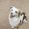 dog, blue_eyes, pink_nose, fluffy_fur, carpet, smiling, happy, pet, indoor, brown_and_white, playful, canine, looking_up, close_up, cute, animal, companion, fur_pattern, friendly, paw