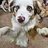 Ziggy is registered to the contest to win money with this photo: dog, blue_eyes, pink_nose, curious, carpet, indoor, multiple_dogs, brown_and_white, black_and_white, small_dog, playful, canine, pet, animal, mammal, fur, ears, snout, close_up, front_paw