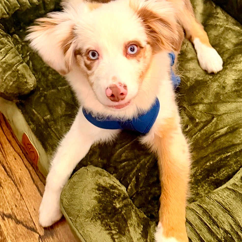 Ziggy is registered to the contest to win money with this photo: puppy, dog, blue_eyes, pet_bed, green_bed, wooden_floor, indoor, cute, fur, young_dog, animal, pet, looking_up, cozy, comfortable, domestic, canine, relaxed, adorable, friendly