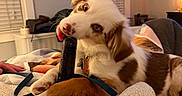 Ziggy joined the competition — help win amazing prizes! bed, blanket, chewing, collar, comfort, cozy, cute, dog, fur, human_hand, indoor, lamp, painting, pet, playful, puppy, sleepwear, tongue, toy, window