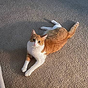 Mario joined the competition — help win amazing prizes! cat, orange_cat, white_cat, pet, animal, carpet, indoor, feline, relaxed, laying_down, looking_up, whiskers, ears, tail, paw, fur, cute, domestic_animal, home, sunlight