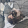 Charlie is registered to the contest to win money with this photo: cat, fluffy_cat, long_hair, black_and_gray, golden_eyes, animal, pet, cage, crate, hammock, blanket, fabric, striped_pattern, indoor, sunlight, resting, lying_down, upside_down, portrait, whiskers