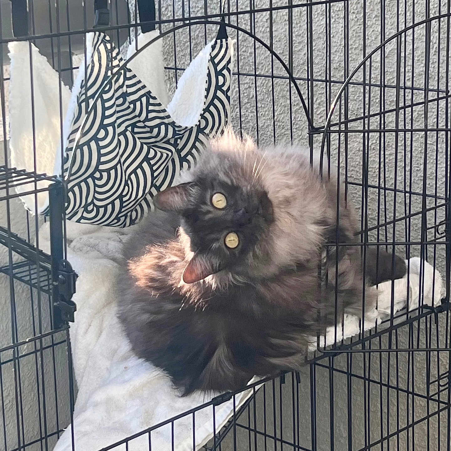 Charlie is registered to the contest to win money with this photo: cat, fluffy_cat, long_hair, black_and_gray, golden_eyes, animal, pet, cage, crate, hammock, blanket, fabric, striped_pattern, indoor, sunlight, resting, lying_down, upside_down, portrait, whiskers