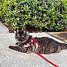 cat, black_cat, fluffy, long_hair, feline, pet, harness, leash, red_leash, outdoor, pavement, sidewalk, garden, hedge, greenery, lying_down, yellow_eyes, whiskers, animal_portrait, well_composed