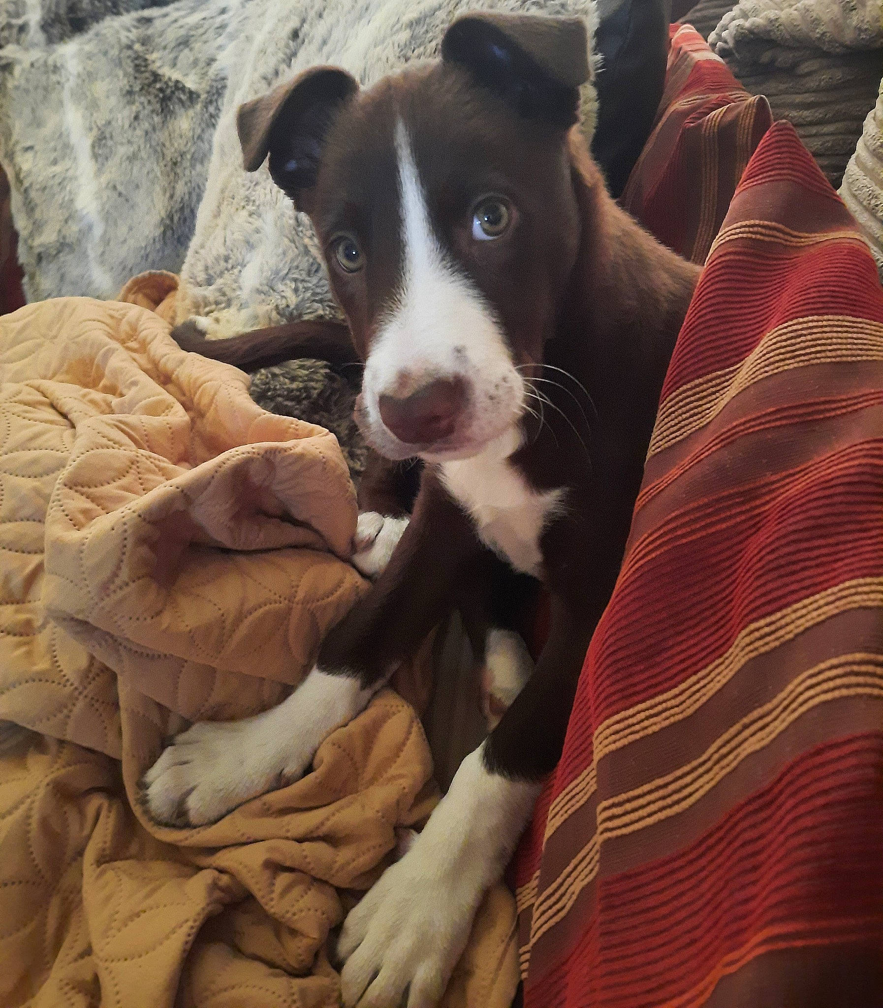 Coco joined the competition — help win amazing prizes! boston_terrier, canidae, carnivore, comfort, companion_dog, dog, dog_breed, fur, non_sporting_group, pattern, puppy, sporting_group, whiskers, working_animal, working_dog