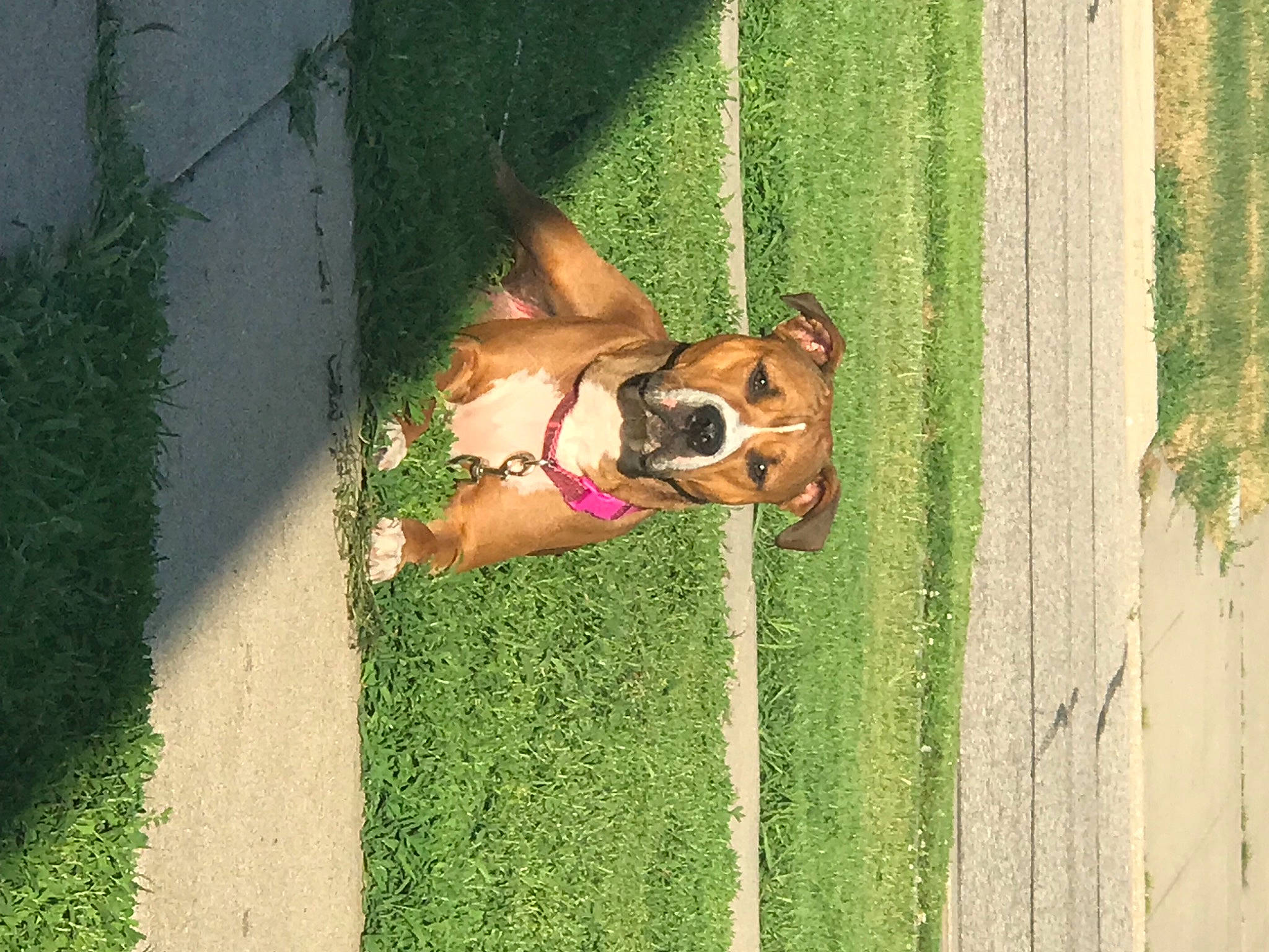 Layla is registered to the contest to win money with this photo: bridle, canidae, carnivore, companion_dog, dog, dog_breed, fawn, fun, grass, guard_dog, landscape, leash, pet_supply, plant, recreation, snout, sporting_group, tail, wood, working_animal