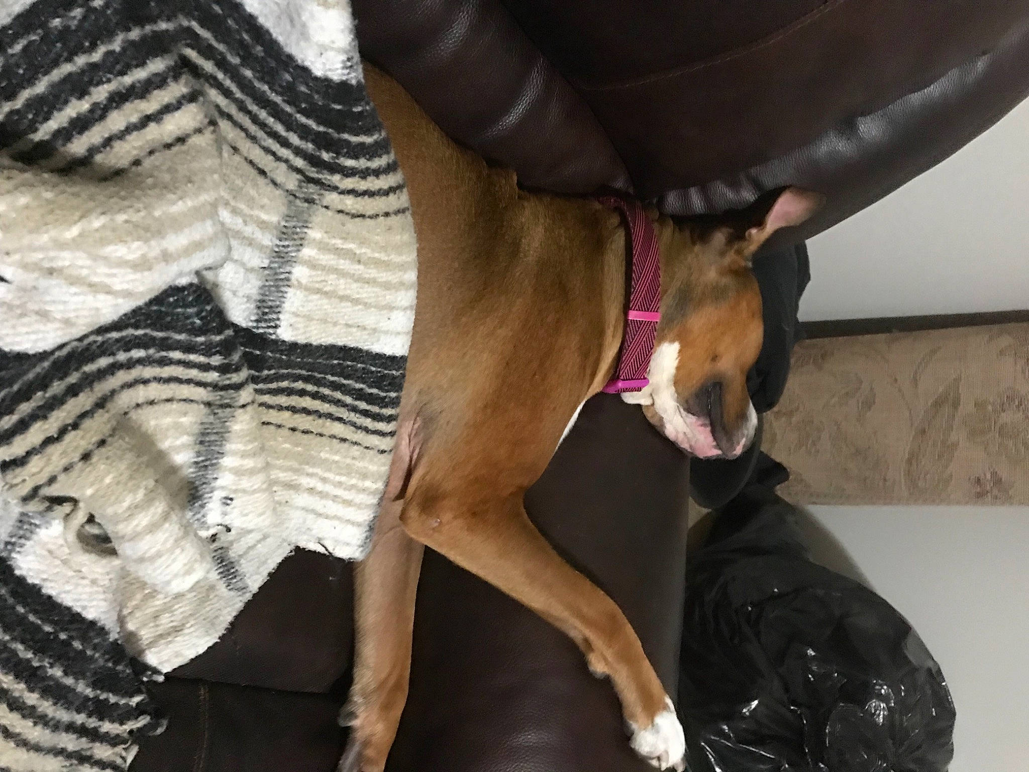 Layla joined the competition — help win amazing prizes! canidae, carnivore, collar, comfort, companion_dog, dog, dog_breed, dog_collar, dog_supply, elbow, fawn, foot, human_leg, knee, leg, snout, sporting_group, thigh, toy_dog, working_animal