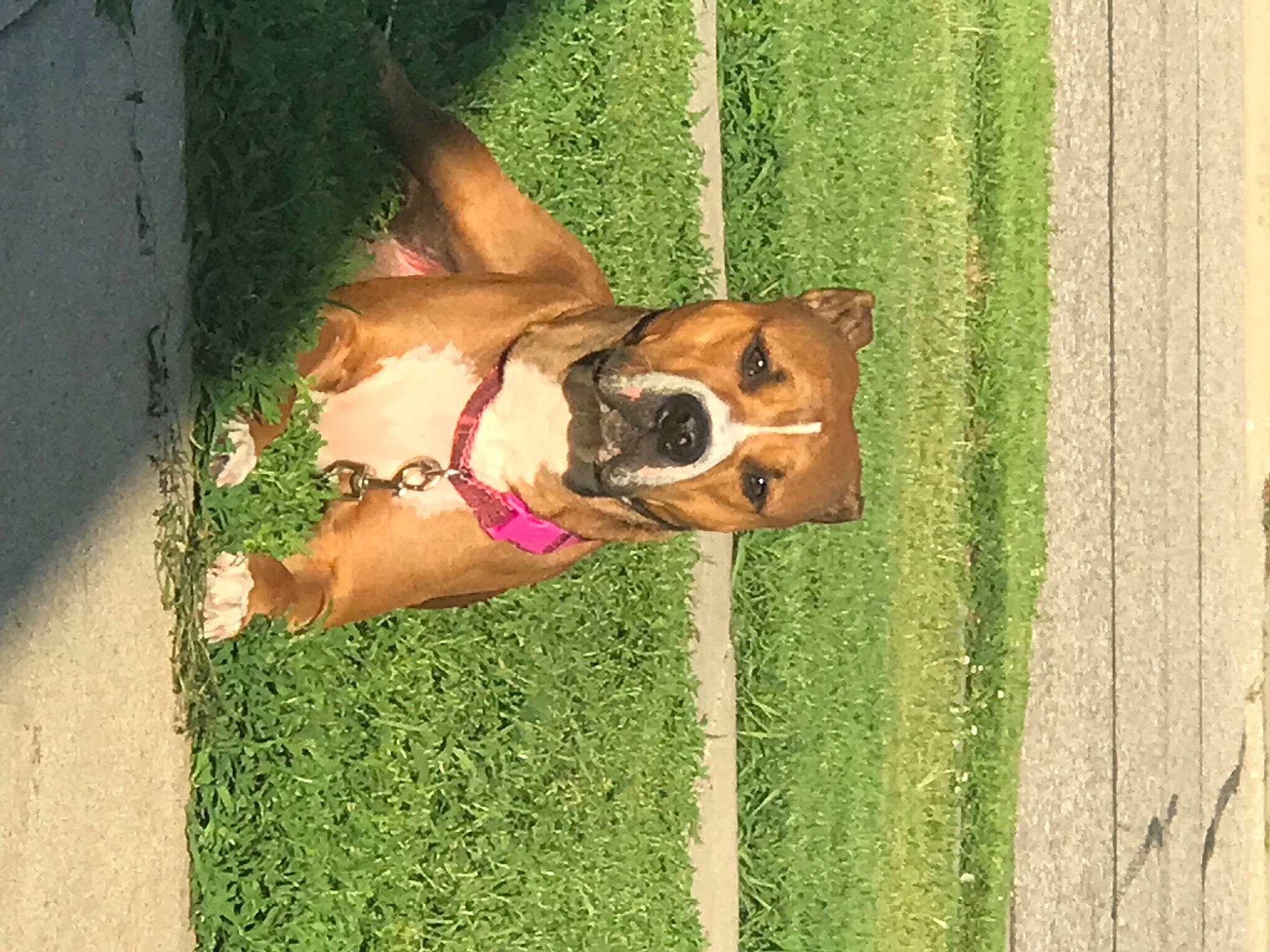 Layla is registered to the contest to win money with this photo: boxer, bridle, canidae, carnivore, collar, companion_dog, dog, dog_breed, dog_collar, dog_supply, fawn, grass, leash, liver, pet_supply, plant, snout, sporting_group, wood, working_animal