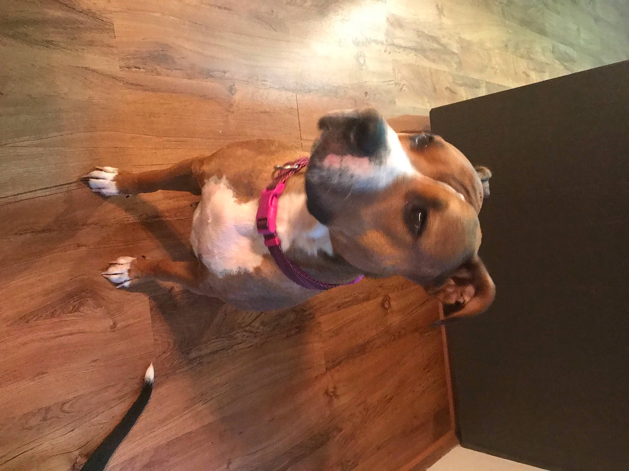 Layla is registered to the contest to win money with this photo: brown, canidae, carnivore, collar, companion_dog, dog, dog_breed, fawn, floor, flooring, hardwood, liver, pet_supply, plank, snout, sporting_group, varnish, wood, wood_stain, working_animal