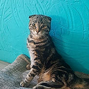 Maya a rejoint le concours — aidez-le/la à gagner de superbes lots ! california_spangled, carnivoran, cat, cat_like_mammal, dragon_li, european_shorthair, fur, kitten, mammal, small_to_medium_sized_cats, snout, tabby_cat, whiskers