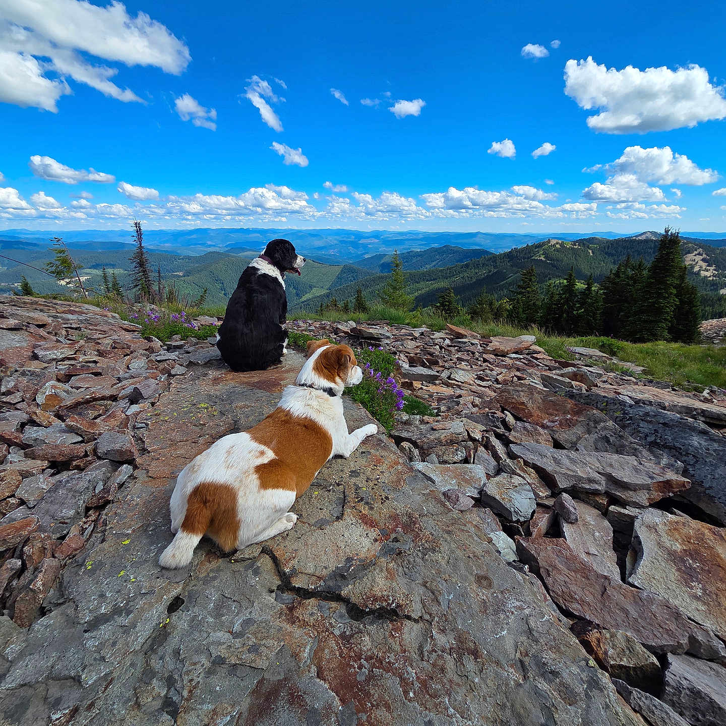Lola And Oakley is registered to the contest to win money with this photo: animal, black_and_white_dog, brown_and_white_dog, cloud, daytime, dog, forest, greenery, hill, landscape, mountain, nature, outdoor, pet, relaxing, rock, scenic, sky, view, wilderness