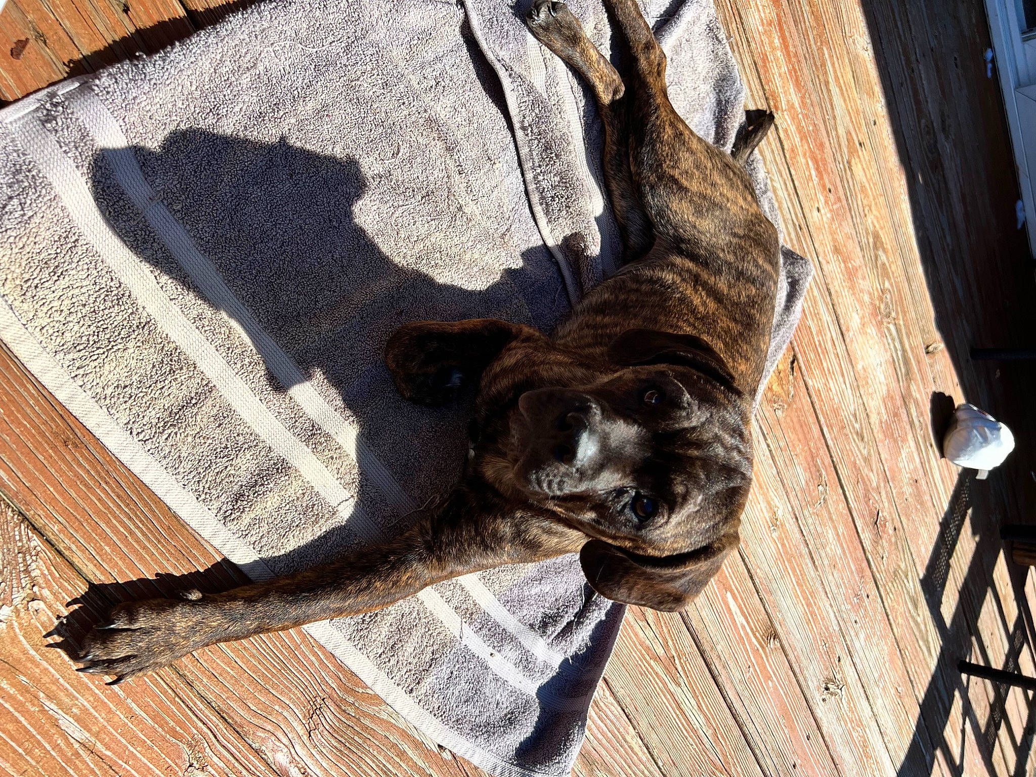 Kensi joined the competition — help win amazing prizes! art, carnivore, companion_dog, dog_breed, fawn, felidae, flooring, fur, guard_dog, hardwood, pattern, shadow, small_to_medium_sized_cats, sporting_group, tail, terrestrial_animal, tree, trunk, wood, working_animal