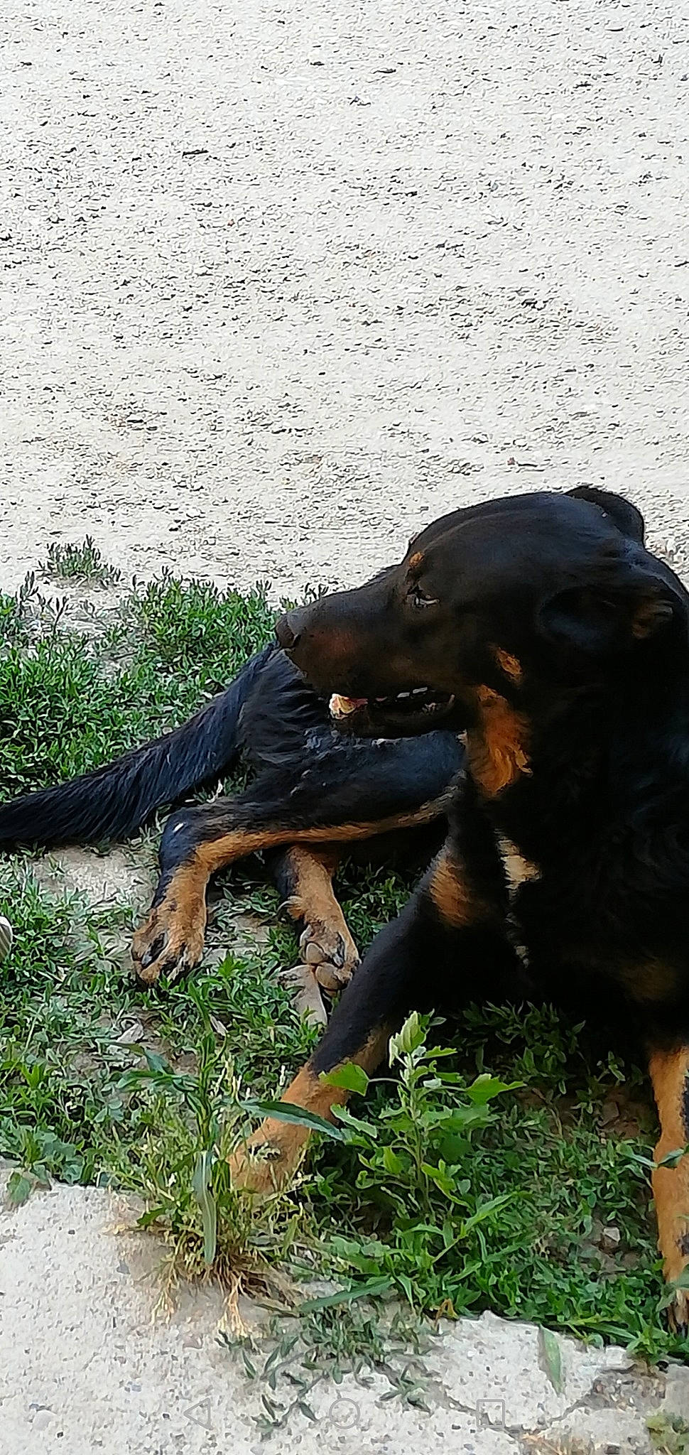 Magnum a rejoint le concours — aidez-le/la à gagner de superbes lots ! biting, canidae, carnivore, companion_dog, dog, dog_breed, grass, hunting_dog, liver, organism, paw, plant, snout, sporting_group, tail, terrestrial_animal, wildlife, working_animal, working_dog