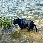 Wolf participe au concours pour gagner de l'argent avec cette photo : animal, black_dog, blue_harness, calm, canine, dog, environment, grass, lake, nature, outdoor, panting, pet, reeds, shallow_water, standing, summer, sunlight, water, wet