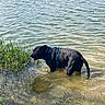 animal, black_dog, blue_harness, calm, canine, dog, environment, grass, lake, nature, outdoor, panting, pet, reeds, shallow_water, standing, summer, sunlight, water, wet