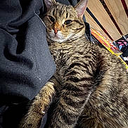 Storm is registered to the contest to win money with this photo: cat, tabby_cat, feline, pet, whiskers, fur, paw, ear, relaxed, sleepy, close_up, indoor, blanket, bedding, stripes, bed_frame, wooden_slats, cardboard_box, cozy, portrait