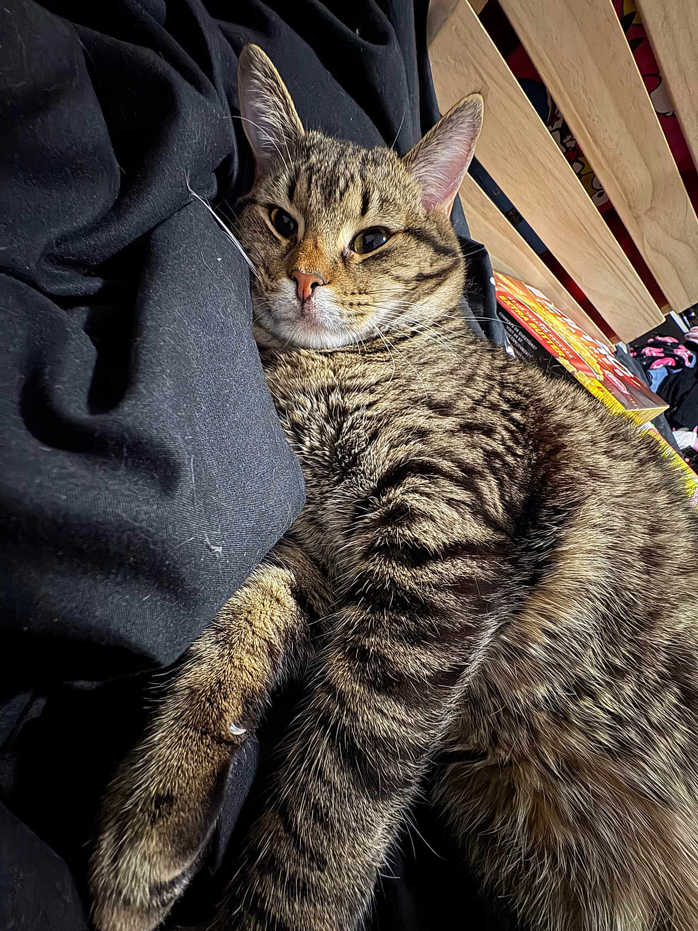 Storm is registered to the contest to win money with this photo: cat, tabby_cat, feline, pet, whiskers, fur, paw, ear, relaxed, sleepy, close_up, indoor, blanket, bedding, stripes, bed_frame, wooden_slats, cardboard_box, cozy, portrait