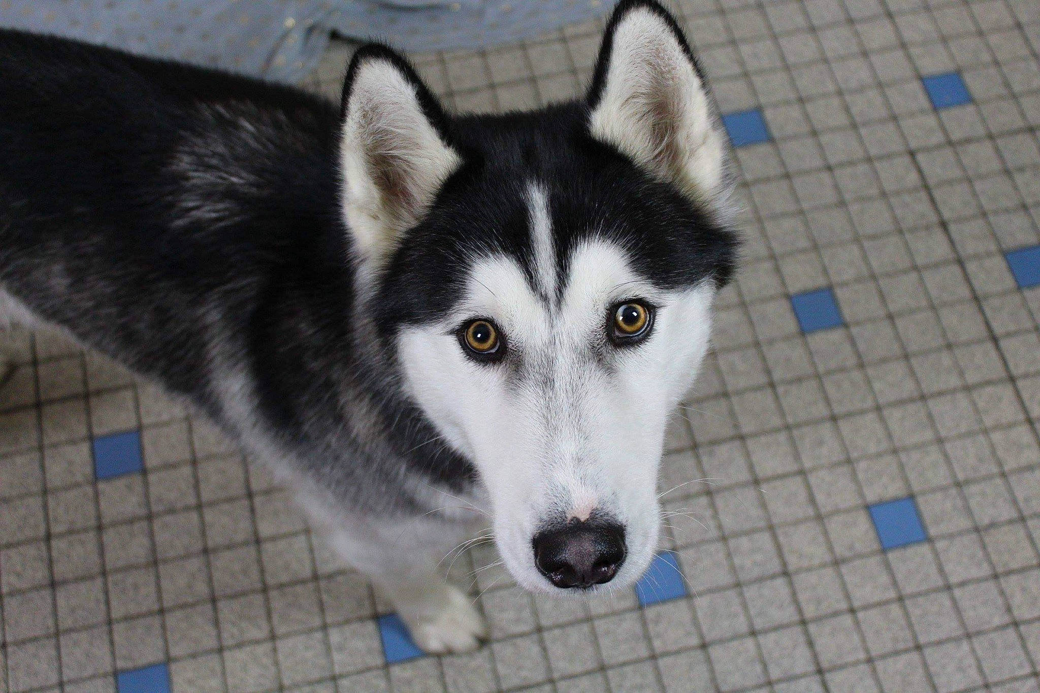 Neiko a rejoint le concours — aidez-le/la à gagner de superbes lots ! ancient_dog_breeds, art, canidae, canis, carnivore, dog, dog_breed, fur, siberian_husky, sled_dog, snout, sporting_group, terrestrial_animal, whiskers, wolf, working_dog