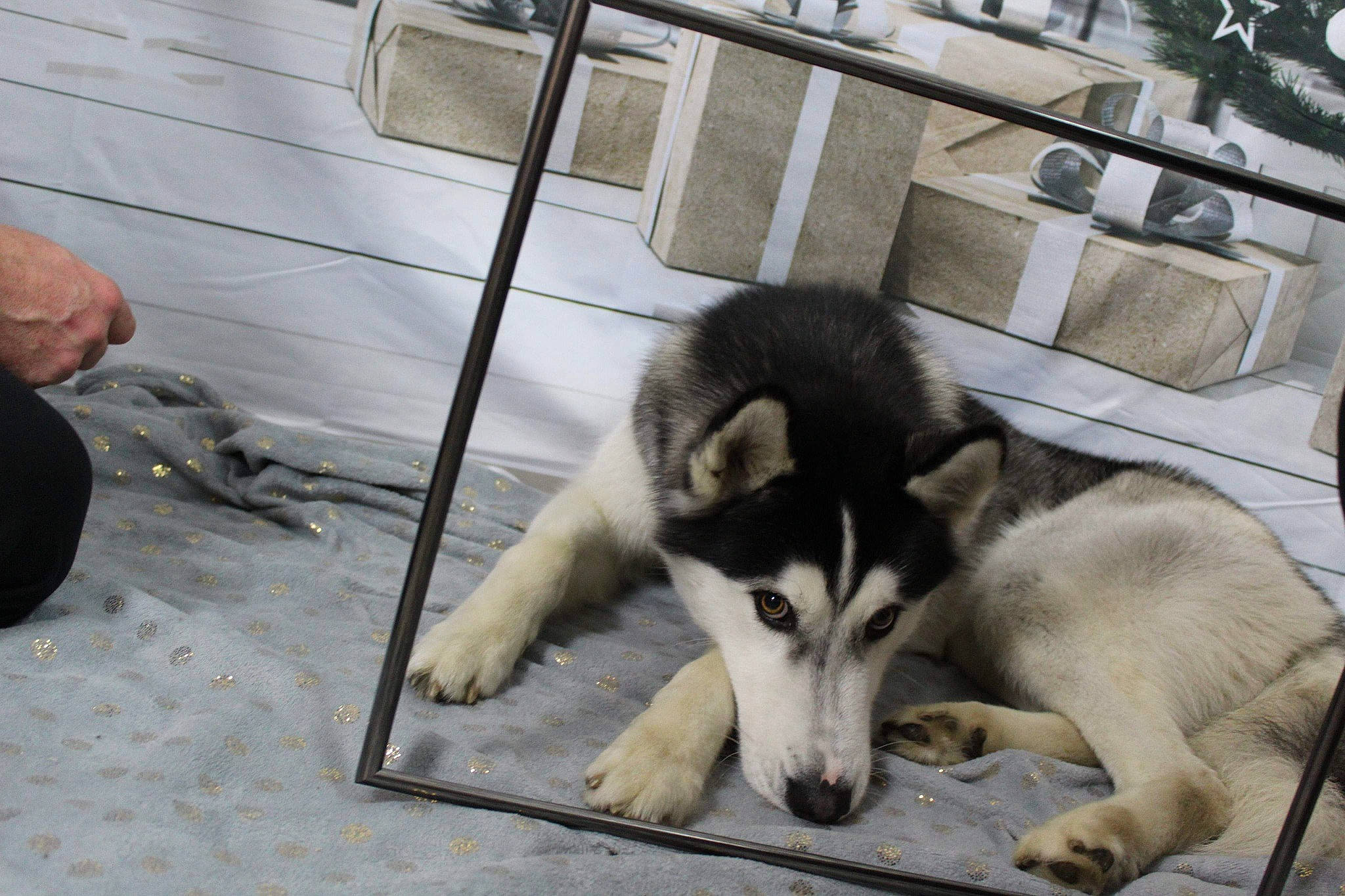Neiko participe au concours pour gagner de l'argent avec cette photo : canidae, carnivore, companion_dog, dog, dog_breed, fur, siberian_husky, sled_dog, terrestrial_animal, working_animal, working_dog