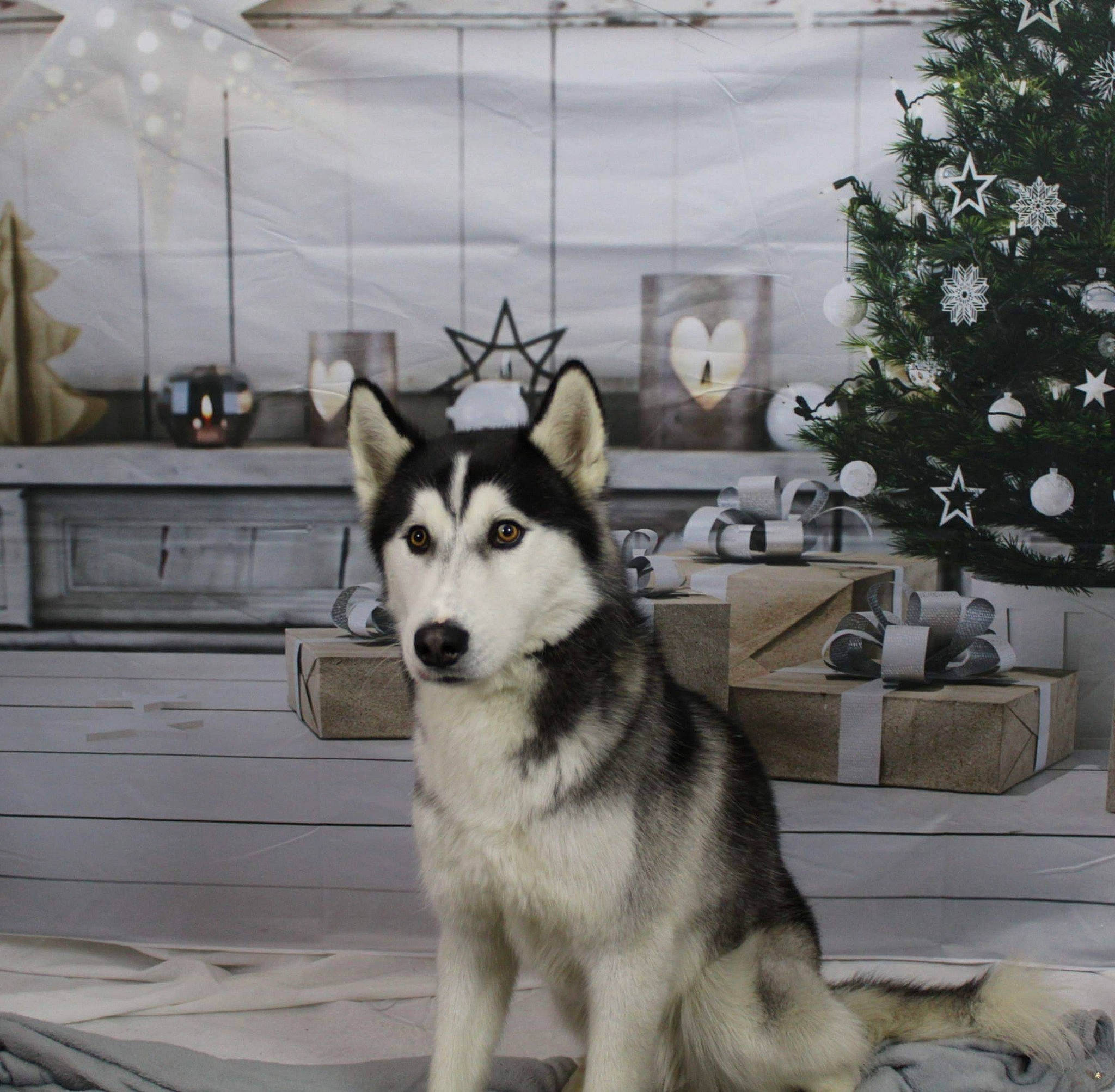 Neiko a rejoint le concours — aidez-le/la à gagner de superbes lots ! cabinetry, canis, carnivore, chest_of_drawers, christmas_tree, companion_dog, couch, dog, dog_breed, event, fur, grey, plant, siberian_husky, sled_dog, snout, tree, vertebrate, white, working_animal