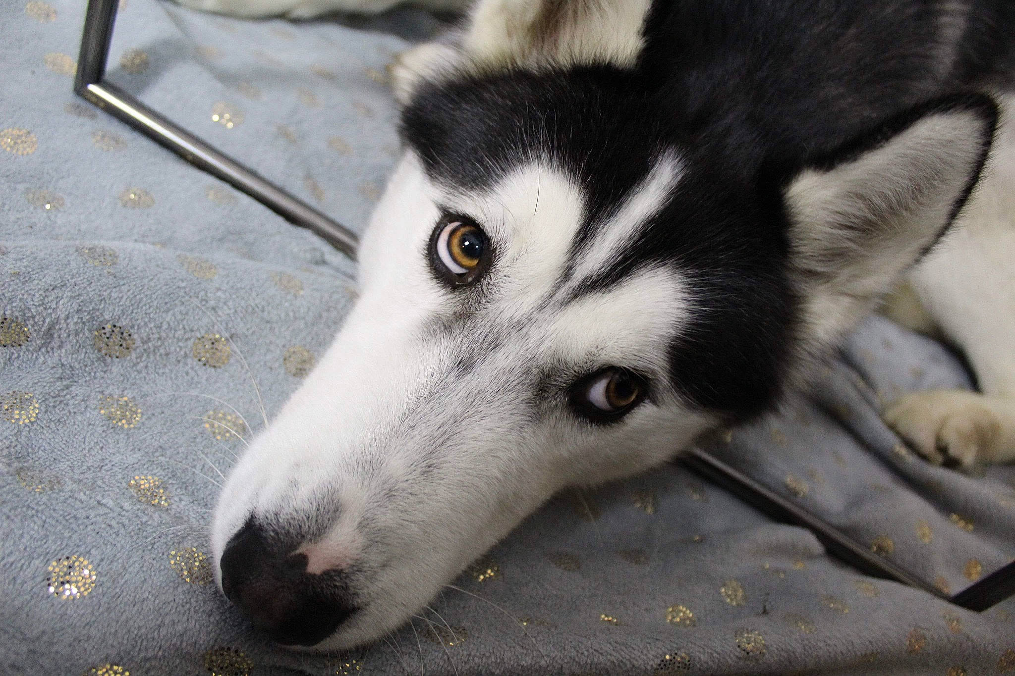 Neiko a rejoint le concours — aidez-le/la à gagner de superbes lots ! canidae, canis, carnivore, dog, dog_breed, fur, grey, miniature_siberian_husky, non_sporting_group, siberian_husky, sled_dog, snout, sporting_group, terrestrial_animal, whiskers, wildlife, wolf, working_animal, working_dog
