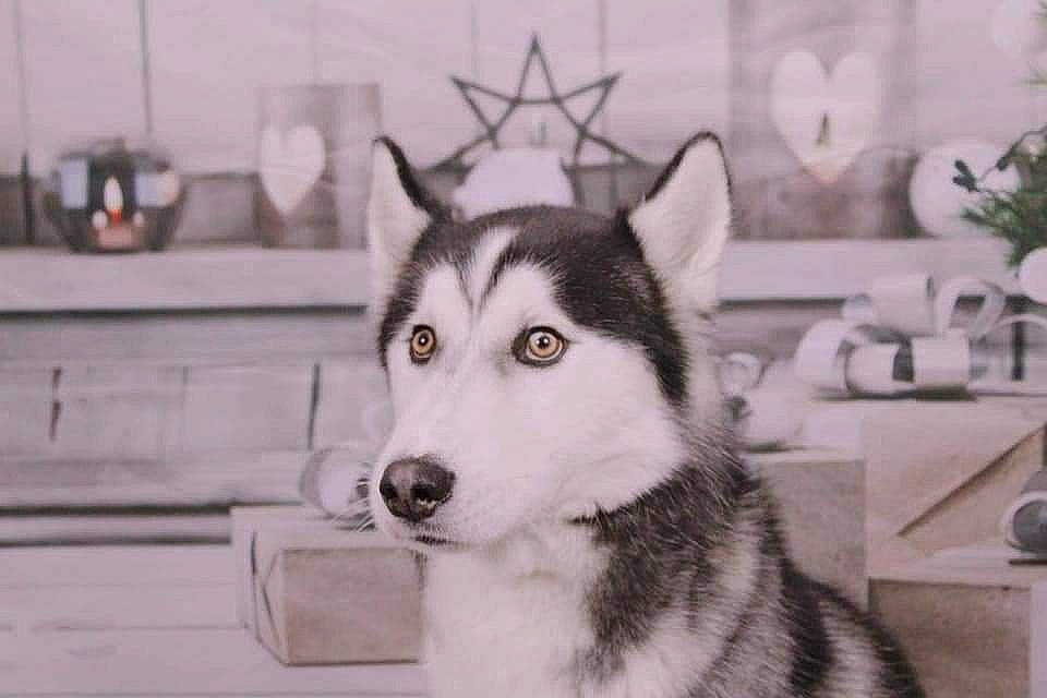 Neiko