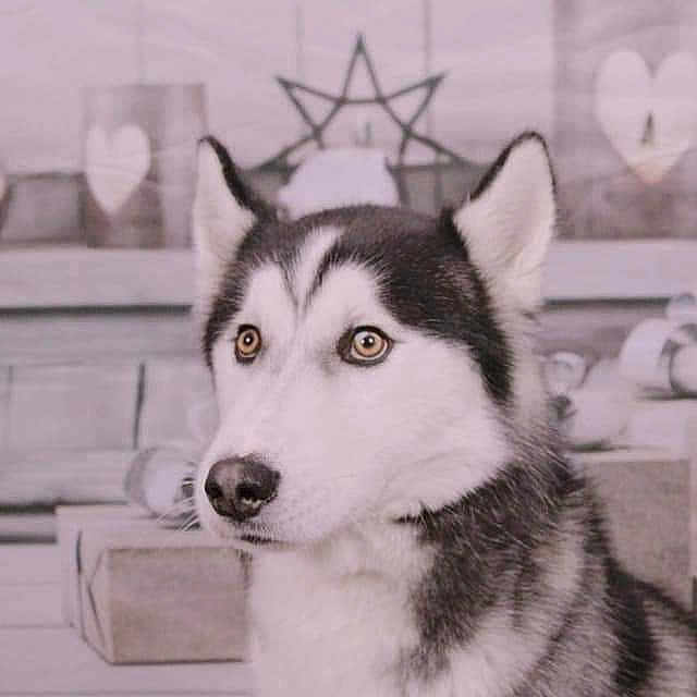 Neiko