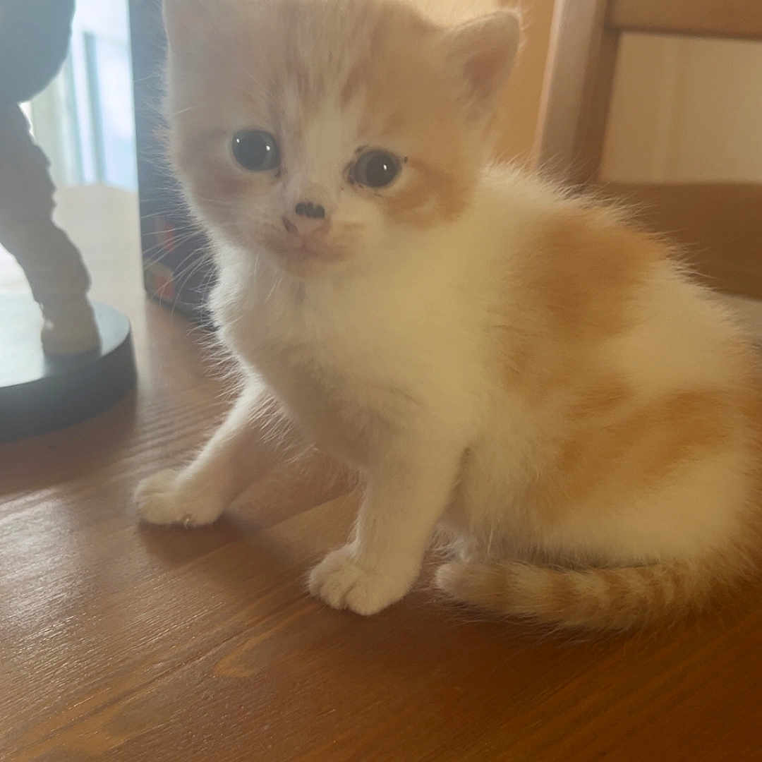 Tigrou a rejoint le concours — aidez-le/la à gagner de superbes lots ! kitten, cat, fluffy, cream_colored, cute, animal, pet, sitting, wooden_table, indoors, home, warm_lighting, sunlight, chair, portrait, whiskers, ears, tail, fur, curious