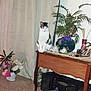 Peanut is registered to the contest to win money with this photo: carpet, cat, ceramic_figurine, curtain, decor, feline, flower, furniture, green_eyes, houseplant, indoor, ornament, pet, plant, pot, room, still_life, table, vase, wood