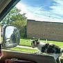 Peanut is registered to the contest to win money with this photo: animal, building, car_interior, cat, curious, daytime, door_panel, feline, grass, indoor, kitten, looking_out, nature, pet, side_mirror, sky, sunlight, vehicle, window, young_cat