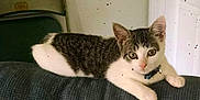 Peanut is registered to the contest to win money with this photo: animal, cat, collar, couch, curious, cute, domestic, ears_up, folding_chair, furniture, indoor, kitten, looking_at_camera, pet, relaxed, resting, tabby, wall, white_paws, young