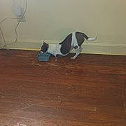 Jax joined the competition — help win amazing prizes! animal, black_and_white, bowl, canine, cord, dog, domestic, drinking, electric_outlet, floor, home, house, indoor, pet, quiet, side_view, small_dog, wall, window, wooden_floor