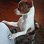 Jax is registered to the contest to win money with this photo: dog, small_dog, brown_and_white, standing, indoor, wooden_floor, rug, curious, pet, animal, paws, person_leg, grey_pants, close_up, side_view, ears_up, tail, looking, domestic, mammal