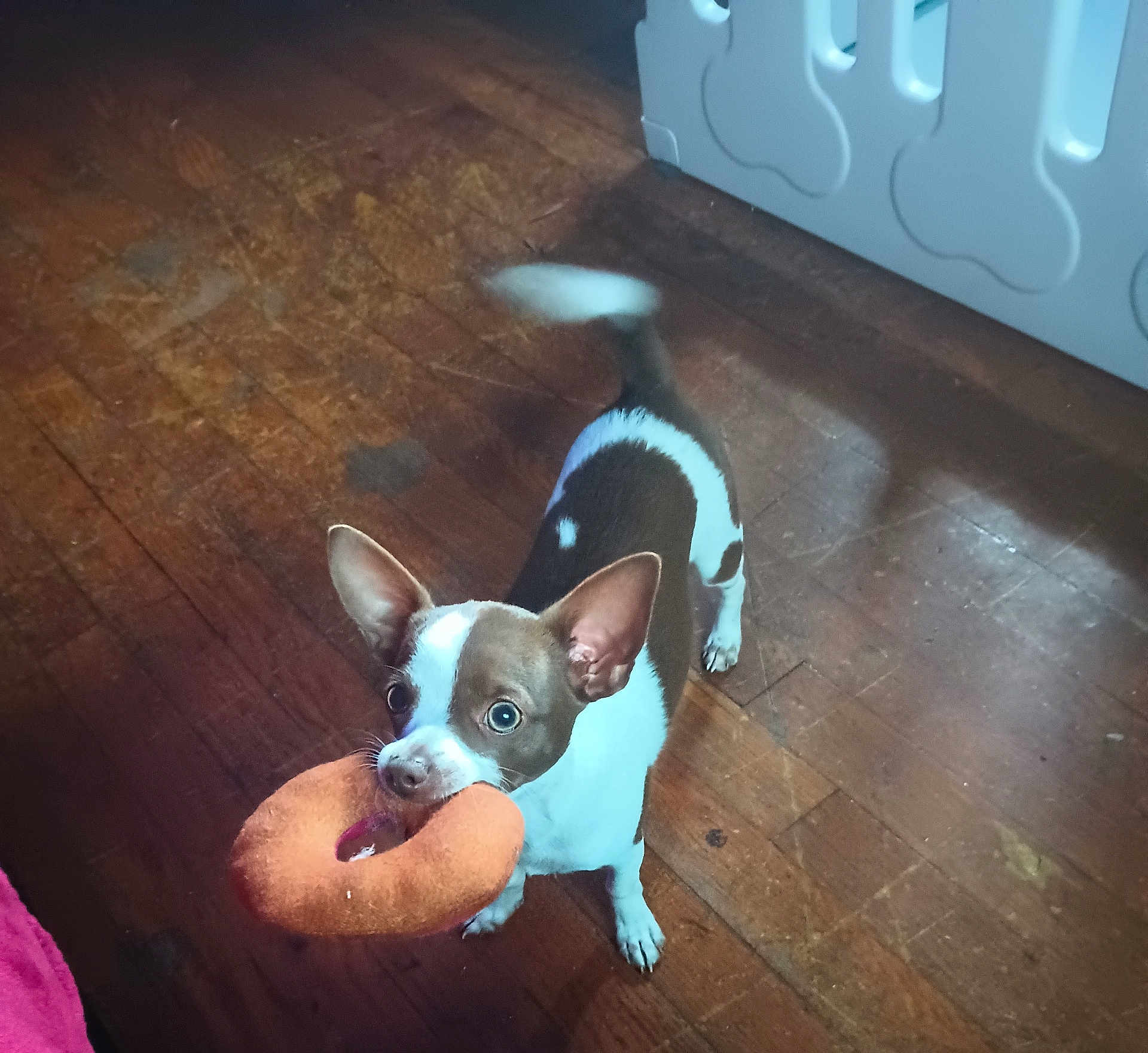 Jax