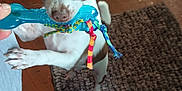 Jax joined the competition — help win amazing prizes! bone_shaped_toy, brown_and_white_dog, chewing, close_up, colorful_ribbons, dog, ears, front_paw, gray_pants, human_hand, indoor, paw, person, pet, pet_toy, playful, rug, small_dog, toy, wooden_floor