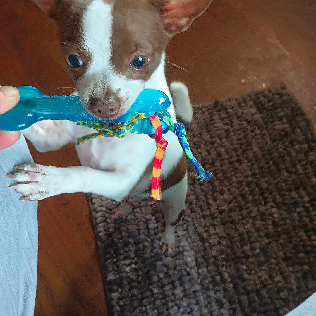Jax joined the competition — help win amazing prizes! bone_shaped_toy, brown_and_white_dog, chewing, close_up, colorful_ribbons, dog, ears, front_paw, gray_pants, human_hand, indoor, paw, person, pet, pet_toy, playful, rug, small_dog, toy, wooden_floor