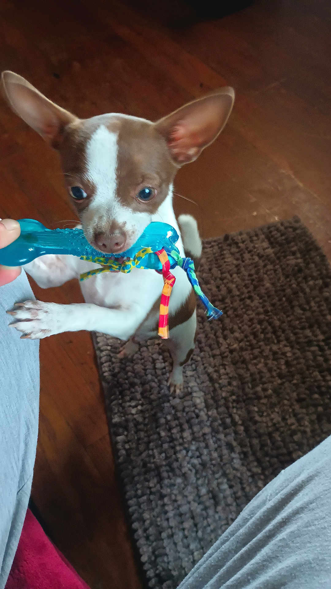 Jax