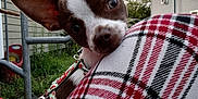 Jax joined the competition — help win amazing prizes! dog, puppy, small_dog, ears, curious, plaid, blanket, outdoor, house, yard, greenery, leash, pet, animal, closeup, face, cute, playful, daylight, fence