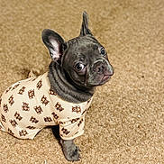Kilo is registered to the contest to win money with this photo: dog, puppy, french_bulldog, clothing, teddy_bear_pattern, carpet, pet, cute, animal, sitting, indoor, fur, ears, eyes, nose, wrinkles, small_dog, looking_up, adorable, pet_fashion