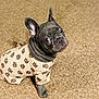 dog, puppy, french_bulldog, clothing, teddy_bear_pattern, carpet, pet, cute, animal, sitting, indoor, fur, ears, eyes, nose, wrinkles, small_dog, looking_up, adorable, pet_fashion