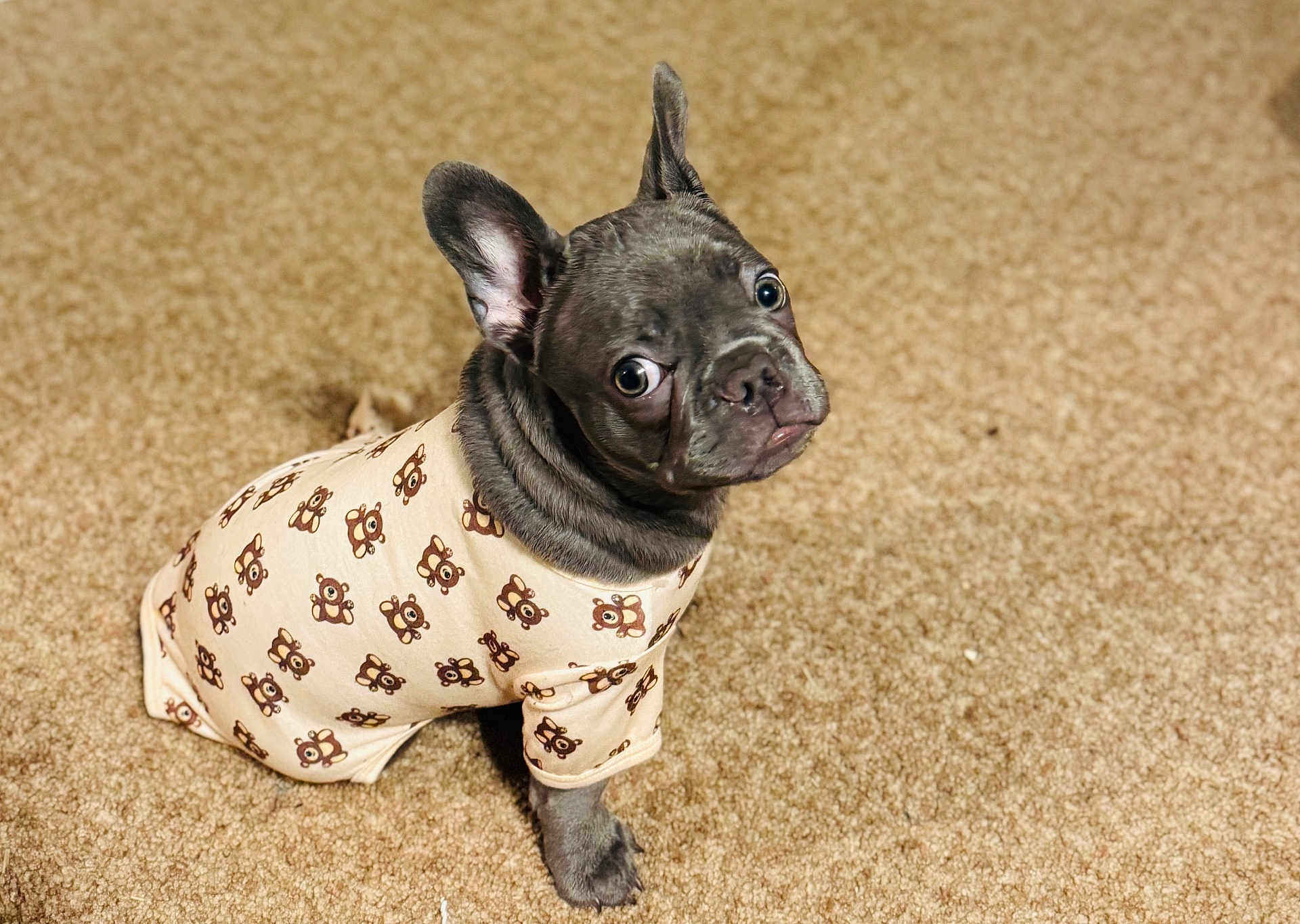 Kilo is registered to the contest to win money with this photo: dog, puppy, french_bulldog, clothing, teddy_bear_pattern, carpet, pet, cute, animal, sitting, indoor, fur, ears, eyes, nose, wrinkles, small_dog, looking_up, adorable, pet_fashion
