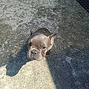 Athena a rejoint le concours — aidez-le/la à gagner de superbes lots ! adorable, animal, canine, companion, concrete, cute, dog, ears, expression, french_bulldog, looking_up, outdoor, pet, puppy, shadow, sitting, small, sunlight, texture, wrinkled_face