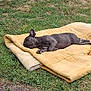 Athena participe au concours pour gagner de l'argent avec cette photo : animal, blanket, calm, canine, dog, domestic_animal, folded_blanket, grass, nap, nature, outdoor, parked_car, pet, quiet, relaxation, resting, sleeping, summer, sunny, yard