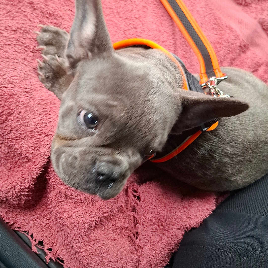 Athena participe au concours pour gagner de l'argent avec cette photo : adorable, animal, black, car_interior, closeup, cute, dog, ears, french_bulldog, gray, harness, indoor, leash, looking_up, pet, pink, puppy, seat, texture, towel