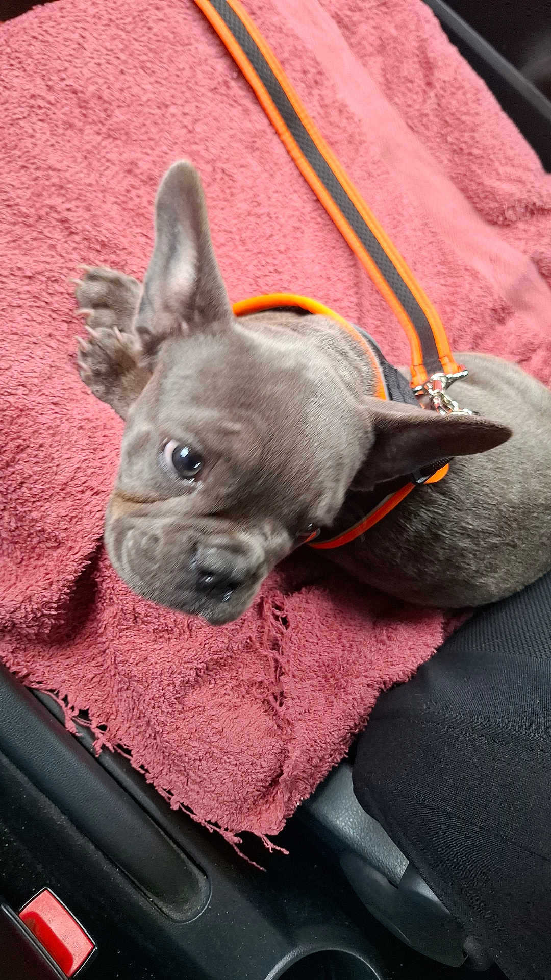 Athena