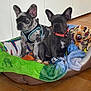 animal, blanket, collar, companion, cozy, cute, dog, dog_bed, domestic, ears_up, floor, french_bulldog, harness, indoor, looking_away, pet, puppy, resting, tile_floor, two_dogs