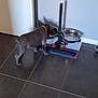 Athena a rejoint le concours — aidez-le/la à gagner de superbes lots ! animal, dog, domestic_animal, eating, feeding_station, floor_tile, food_bowl, household, indoor, kibble, mat, metal_bowl, orange_collar, pet, pet_feeding, puppy, small_dog, standing, tile_floor, wall
