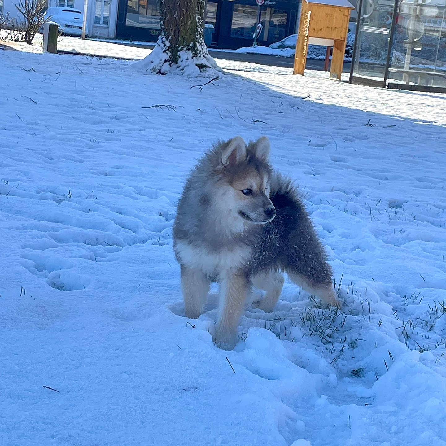 Uskaya participe au concours pour gagner de l'argent avec cette photo : animal, architecture, building, canine, car, dog, eskimodog, husky, nature, outdoors, person, pet, plant, puppy, shelter, snow, transportation, tree, vehicle, winter