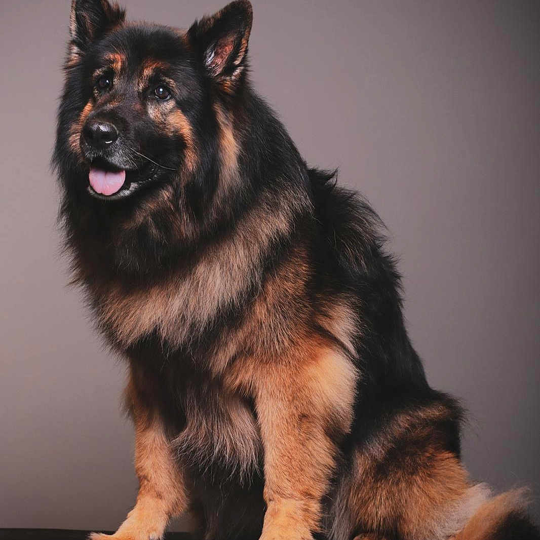 Django participe au concours pour gagner de l'argent avec cette photo : animal, canine, dog, germanshepherd, husky, pet, policedog, puppy, snout